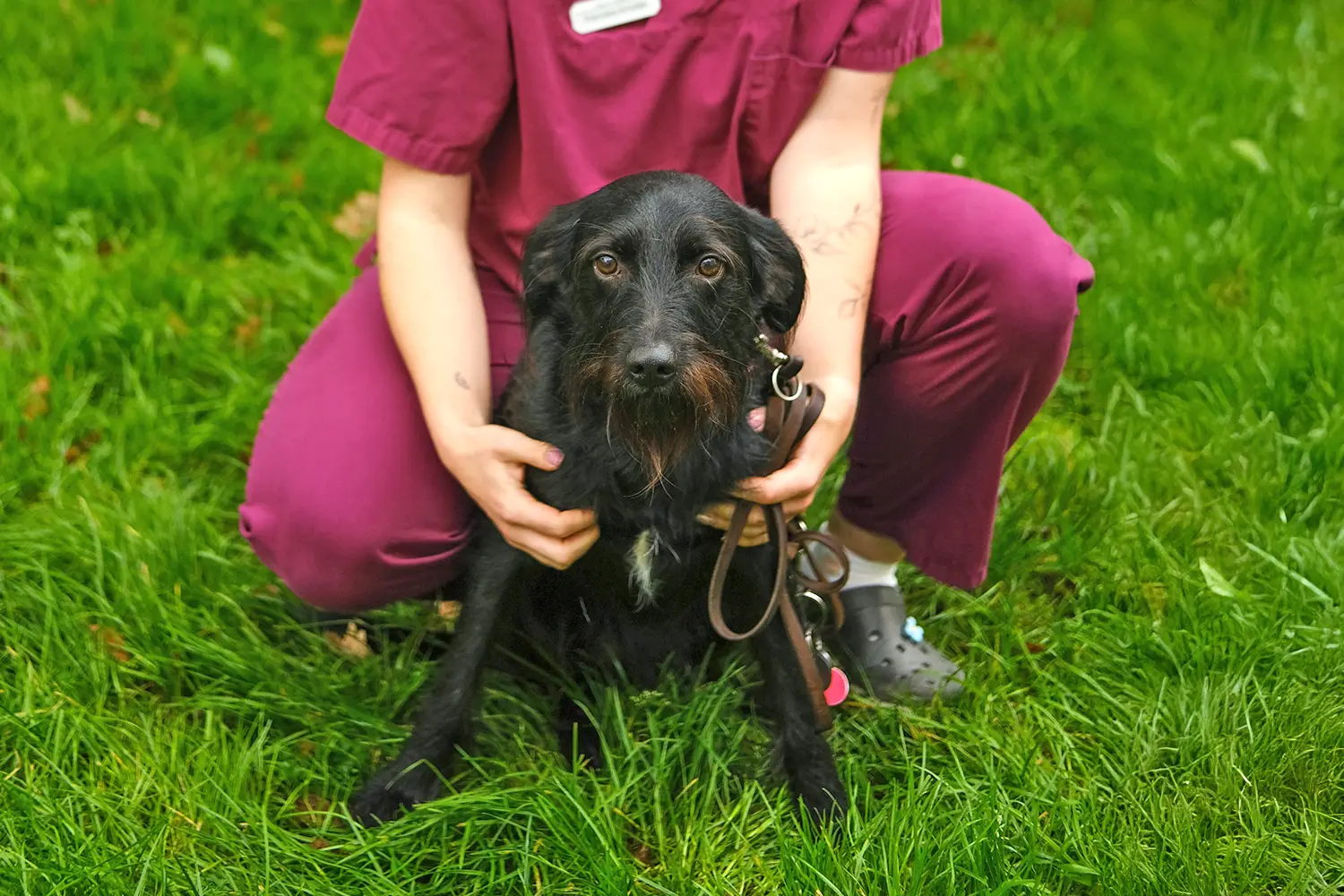 Älterer Hund vor einer Arzthelferin